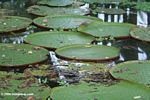 Victoria amazonica water lilies