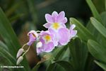 Miltoniopsis vexillaria orchid