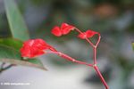 Red lips flowers; Begonia (Begoniaceae)