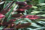 Red leafed plant (Ctenanthe oppenheimiana)