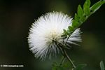 Leucaena leucocephala (the White Popinac) flower