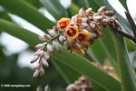 Shell ginger (Alpinia zerumbet) - Yellow and red flower with white buds