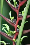 Dark red Heliconia with yellow flowers