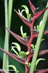 Brick red Heliconia