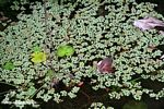 Duckweed on a pond