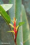 Red and yellow Heliconia