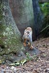 Common Squirrel Monkey (Saimiri sciureus) [co03-9452]