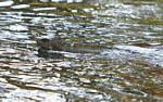 Green iguana swimming across a river