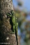 Colombian Green iguana (Iguana iguana) on a tree trunk in the Amazon
