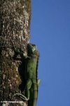 Green iguana on a tree trunk in the Colombian Amazon