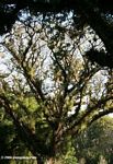 Epiphytes on a rainforest tree