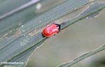 Red beetle with a black head [Leaf Beetle, family Chrysomelidae, subfamily Hispinae]