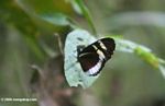 Heliconius butterfly in Santuario OtÃƒÆ’Ã†â€™Ãƒâ€šÃ‚Âºn Quimbaya