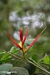 Red and yellow Heliconia [co03-9583]