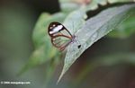 Nymphalidae transparent-winged butterfly in a Colombian cloud forest