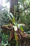 Bromeliad in a Colombian cloud forest