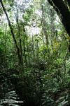 Epiphyte roots in Santuario OtÃƒÆ’Ã†â€™Ãƒâ€šÃ‚Âºn Quimbaya montane forest