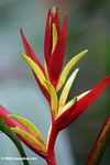 Red and yellow Heliconia sp. (Heliconiaceae)