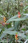 Red and yellow Heliconia