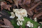 White fungi in a Colombian montane forest
