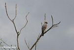 Roadside Hawk (Buteo magnirostris) in Colombia