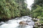 Otun river as it flows through a Colombian montane forest