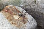 Fishing spider in Colombia