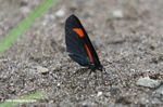 Red and black butterfly on a sandy river beach