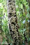 White fungi on a rainforest tree trunk