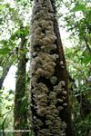 White fungi on a tree trunk