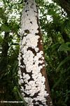 White fungi on a tree trunk [co03-9713]