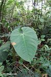 Umbrella leaf [co03-9717]