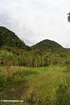 Reforestation project in Colombia