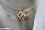 Nest of Tetragonisca angustula stingless bees, family Apidae, tribe Meliponini