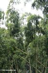 Giant bamboo at the JardÃƒÆ’Ã†â€™Ãƒâ€šÃ‚Â­n BotÃƒÆ’Ã†â€™Ãƒâ€šÃ‚Â¡nico de la Universidad TecnolÃƒÆ’Ã†â€™Ãƒâ€šÃ‚Â³gica de Pereira