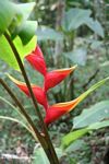 Red and yellow brachts of a Heliconia humilis in Colombia