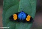 Black, blue, and orange butterfly