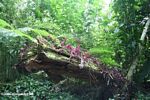 Red epiphytic plants growing out of a rotting log