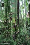 Giant bamboo in Colombia [co03-9846]