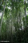 Bamboo thicket in Colombia