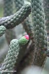 Austrocylindropuntia cylindrica with pink flower