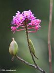 Pink flower (Epidendrum Radicans/iguense) [Family Orchidaceae]
