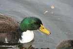 Green-headed Mallard duck