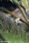 Lesser Goldfinch (Carduelis psaltria) - female - on a fern