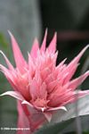 Pink Aechmea fasciata bromeliad flower.  Identification by Alexander Gostner.