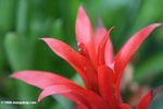 Red-leaved tank bromeliad (Guzmania linguata)