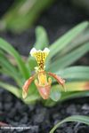 Yellow bucket orchid (Phaphiopedilum insignia)
