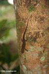 Lizard on a tree trunk