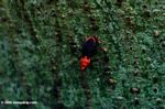 Orange and black Assassin Bug, family Reduviidae