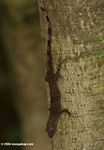 Brown Gonatodes humeralis gecko with red markings